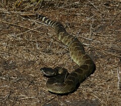Crotalus oreganus oreganus