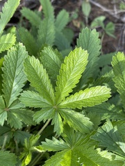 Potentilla simplex