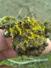 Physcomitrium patens