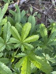 Potentilla simplex