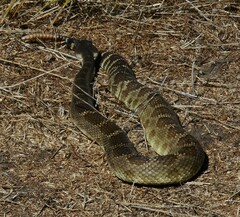Crotalus oreganus oreganus