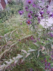 Symphyotrichum novae-angliae