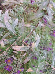 Symphyotrichum novae-angliae
