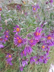 Symphyotrichum novae-angliae