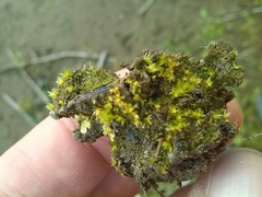 Physcomitrium patens