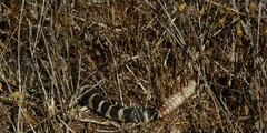 Crotalus oreganus oreganus