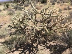 Cylindropuntia acanthocarpa