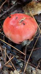 Russula cremoricolor