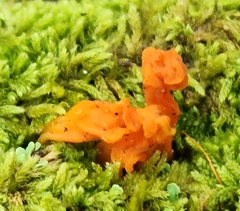 Dacrymyces chrysospermus