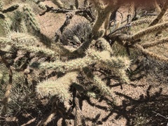 Cylindropuntia acanthocarpa