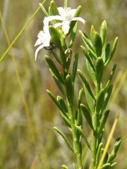 Philotheca queenslandica