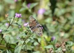 Erynnis tristis