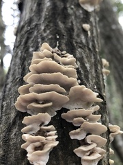 Trametes versicolor image