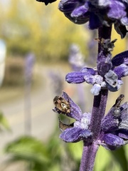 Hemiptera