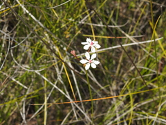 Burchardia umbellata