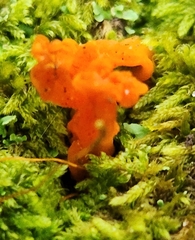 Dacrymyces chrysospermus