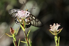 Acraea andromacha