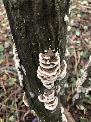Trametes versicolor image