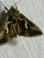 Macdunnoughia confusa