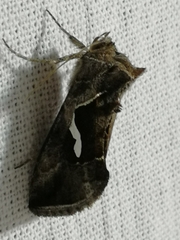 Macdunnoughia confusa