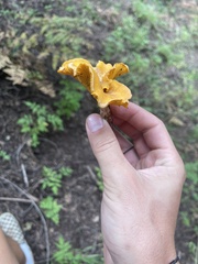 Cantharellus roseocanus