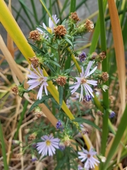 Symphyotrichum subspicatum