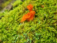 Dacrymyces chrysospermus