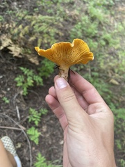 Cantharellus roseocanus