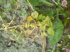Amaranthus blitum