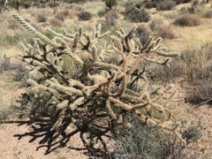 Cylindropuntia acanthocarpa