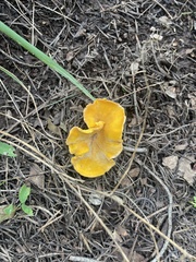 Cantharellus roseocanus