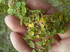 Amaranthus blitum