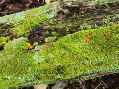 Dacrymyces chrysospermus