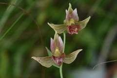 Epipactis gigantea