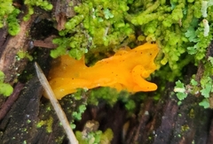 Dacrymyces chrysospermus