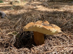 Gyroporus