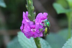 Euglossa