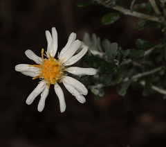 Olearia