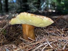 Gyroporus