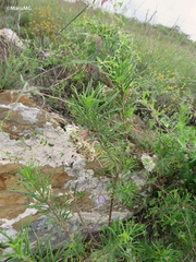 Asclepias linaria