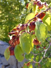 Paliurus spina-christi