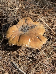 Gyroporus