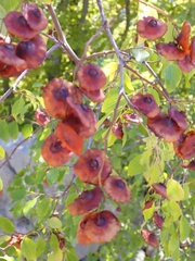 Paliurus spina-christi