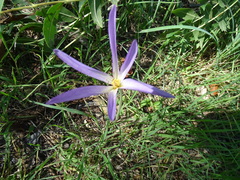 Colchicum lusitanum