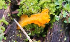 Dacrymyces chrysospermus