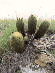 Coryphantha erecta