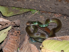 Drymobius margaritiferus