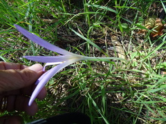 Colchicum lusitanum