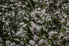 Thryptomene calycina