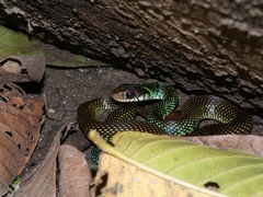 Drymobius margaritiferus